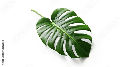 Fresh green Monstera Plants leaf nature tropical AI generated image