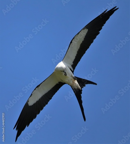 Swallow-tailed Kite Grabbing a Bug Snack in Mid Flight 