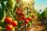 Colorful tomatoes growing in farm 