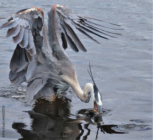 Elegant Great Blue Heron In Motion with Fish Fish Catch Paynes Prairie Micanopy Gainesville FL photo