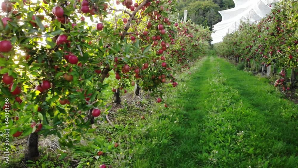 Flying in apple orchard, France. Ripe red apples ready to pick at harvest time. Cultivar Braeburn. Flying in apple orchard, France. Ripe red apples ready to pick at harvest time. Cultivar Braeburn.