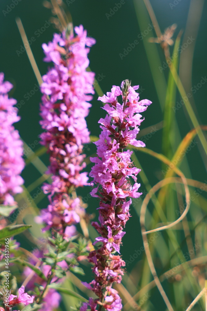 Obraz premium Purple loosestrife