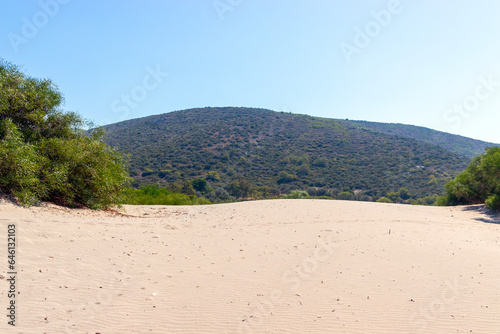 sand dunes and trees on the beach
