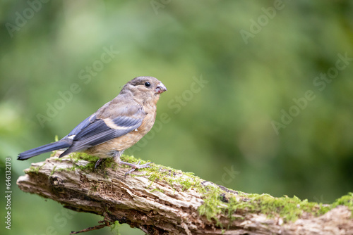 Juvenile Eurasian Bullfinch (Pyrrhula pyrrhula) perched on a branch with green foliage background - Yorkshire, UK in September
