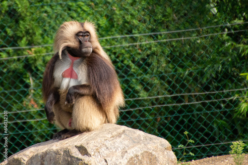 Gelada baboon sits on a stone in the zoo. African mountain monkey. Wild exotic animal. Nature and fauna photo