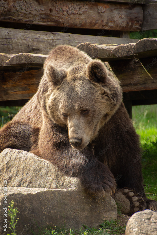 Brown bear at the zoo. Strong forest large predator. Wild animal. Nature and fauna