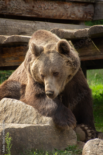 Brown bear at the zoo. Strong forest large predator. Wild animal. Nature and fauna