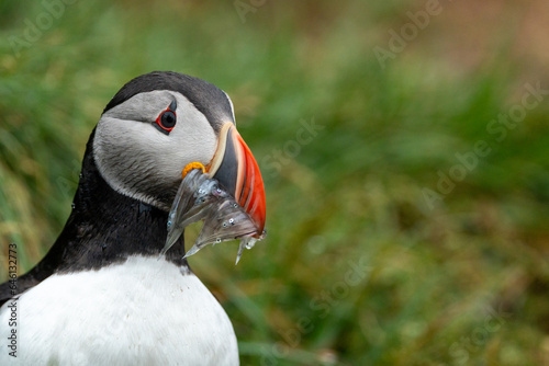 Puffin with sandeel fish in its mouth in Iceland © MelissaMN