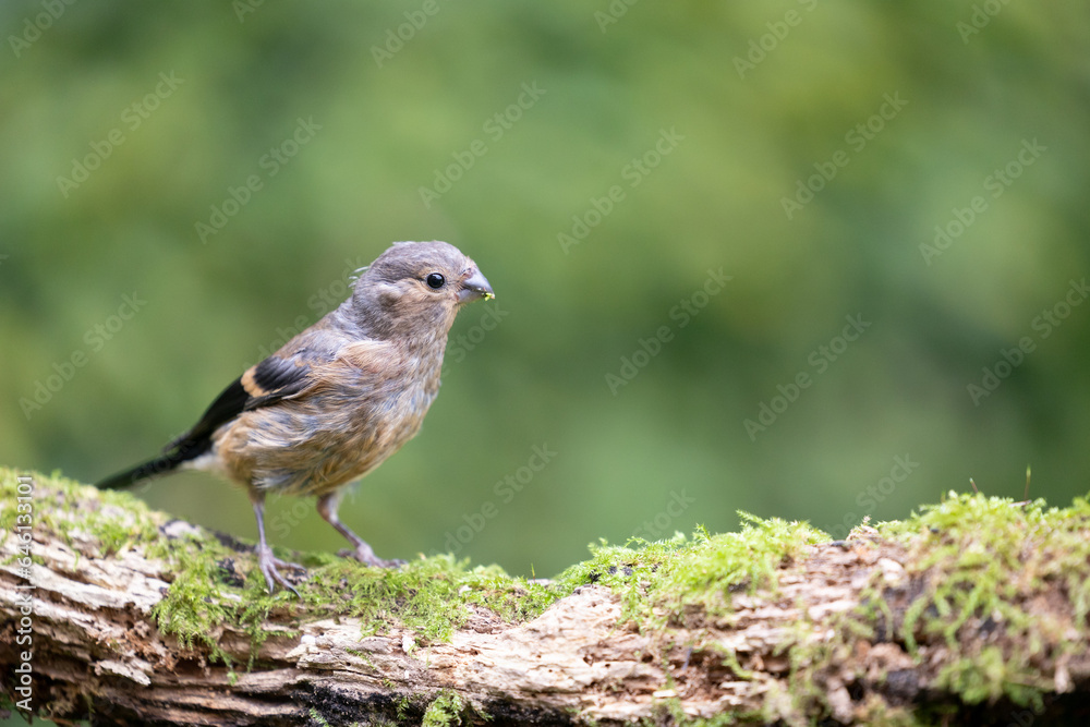Bird Bullfinch juvenile female (Pyrrhula pyrrhula) perched on a branch with green foliage background - Yorkshire, UK in September Bird Bullfinch juvenile female (Pyrrhula pyrrhula) perched on a branch with green foliage background - Yorkshire, UK in September