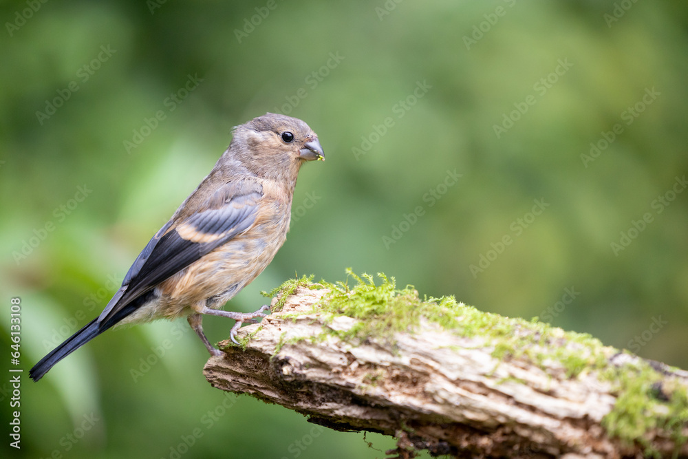 Fototapeta premium Juvenile female Eurasian Bullfinch (Pyrrhula pyrrhula) perched on a branch with green foliage background - Yorkshire, UK in