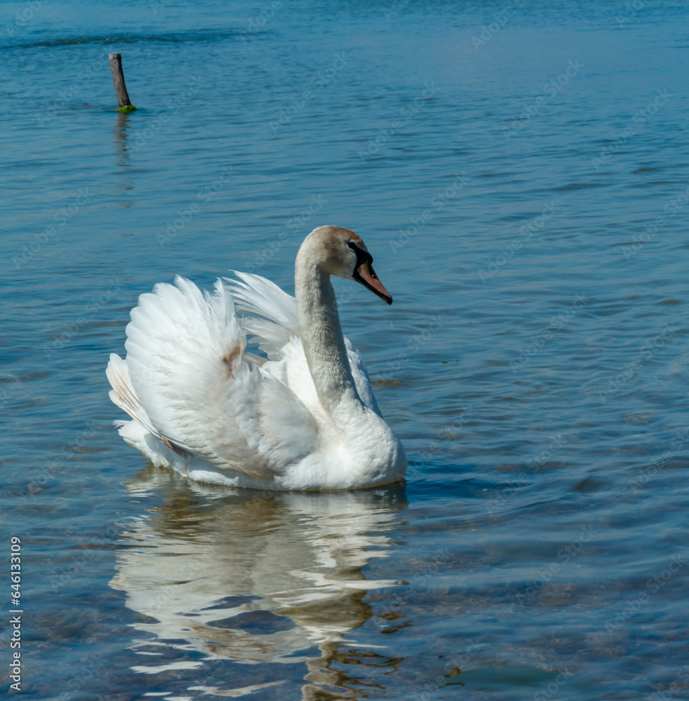 Mute swan (Cygnus olor), swan swims near the shore in Tiligul estuary, ukraine Mute swan (Cygnus olor), swan swims near the shore in Tiligul estuary, ukraine