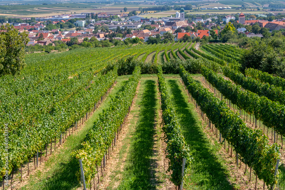 Summer rural landscape, rows of vineyards and fields, harvest, Austria.