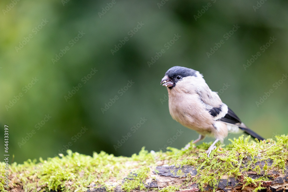 Obraz premium Beautiful Eurasian bullfinch (pyrrhula pyrrhula) female posing on wood. Yorkshire, UK in September.