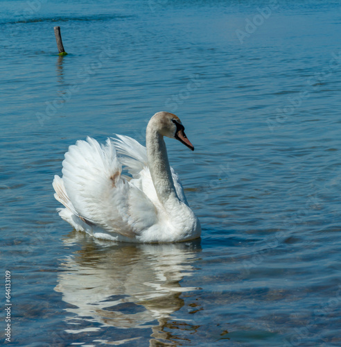 Mute swan  Cygnus olor   swan swims near the shore in Tiligul estuary  ukraine