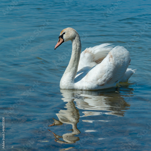 Mute swan  Cygnus olor   swan swims near the shore in Tiligul estuary  ukraine