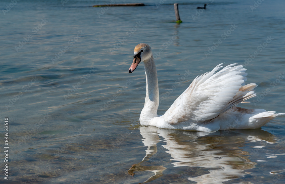 Naklejka premium Mute swan (Cygnus olor), swan swims near the shore in Tiligul estuary, ukraine