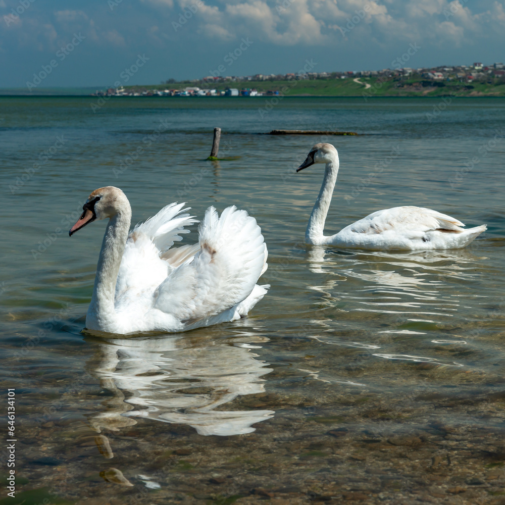 Fototapeta premium Mute swan (Cygnus olor), two swans swim close to the shore in Tiligul estuary