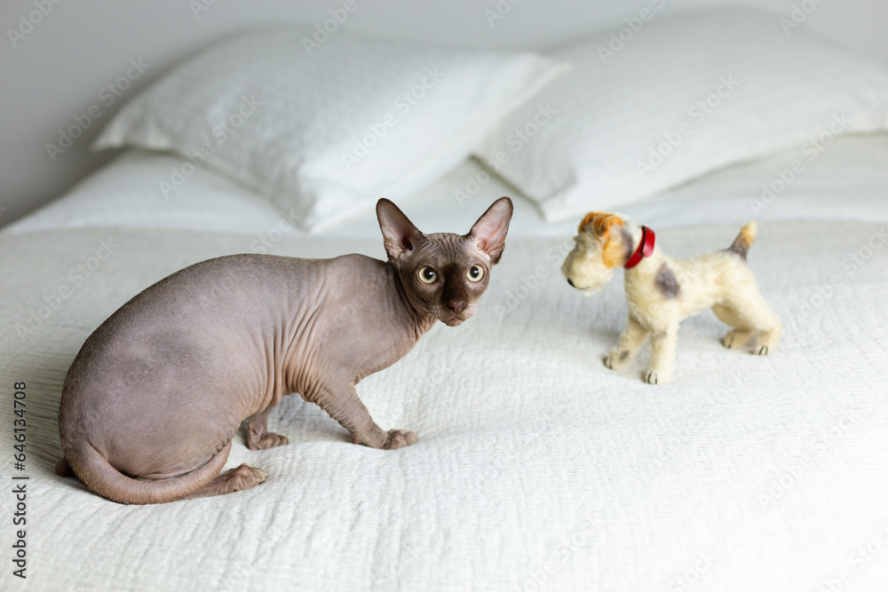 Selective focus view of Chocolate Mink Sphynx cat sitting on bed with plush dog toy staring back intently