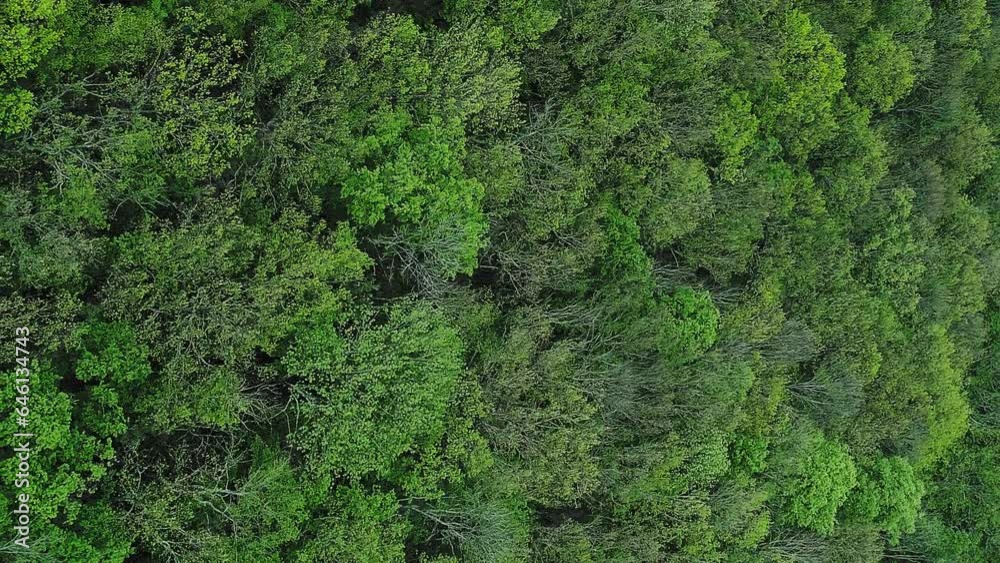 Vertical video. Wild woods background. Forest conservation. Aerial view. Thick dense trees crowns greenery rural nature serenity beauty landscape .