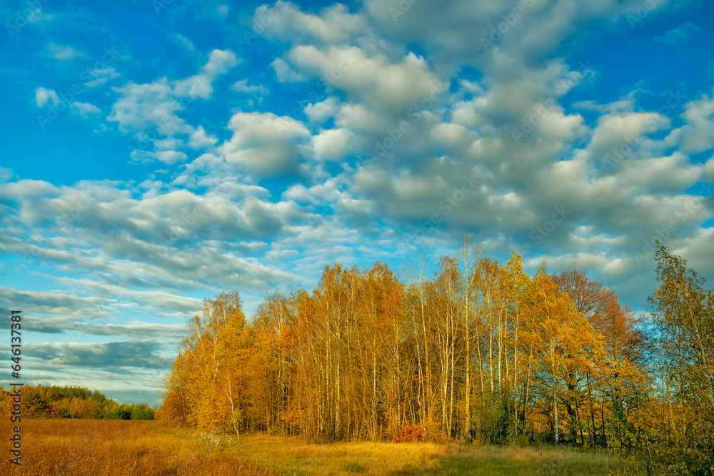 Beautiful autumn landscape. autumn yellow birch forest 