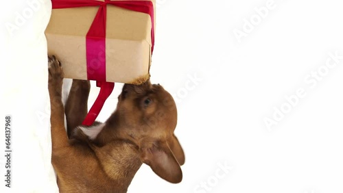 Christmas dog opens a gift. A brown puppy is chewing on a box with a red bow. Festive mood. A gift for a four-legged friend, a surprise for a pet. Dog on an isolated white background. vertical video