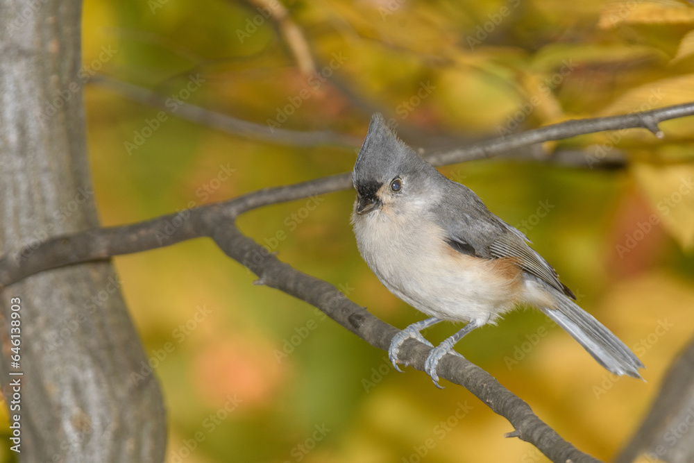 Naklejka premium A titmouse bird perched in a tree with a fall background.