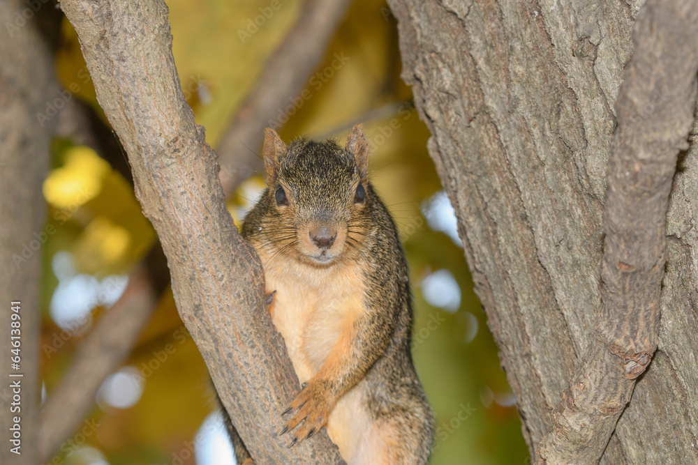 A squirrel posing by a tree surrounded by a fall background. A squirrel posing by a tree surrounded by a fall background.