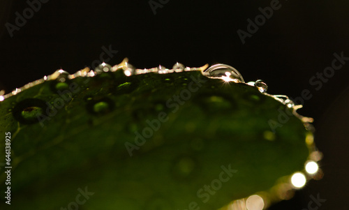 wet green leaf close up