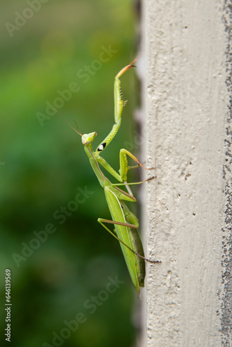 Green mantis religiosa (praying mantis) with triangular head on flexible neck, compound bulging eyes and sharp jaws. Climbing insect silhouette with elongated raptorial forelegs (forelimbs). Sideview