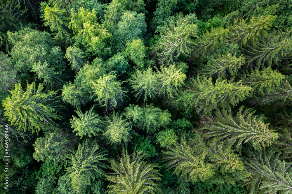 Trees from above