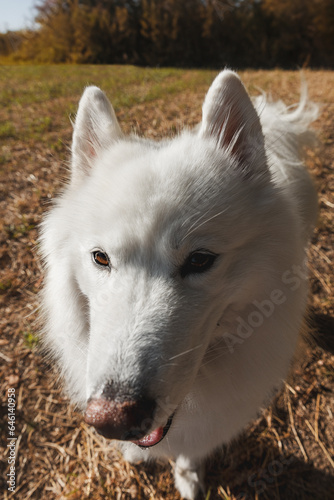 Plano entero de un perro samoyedo mirando a cámara