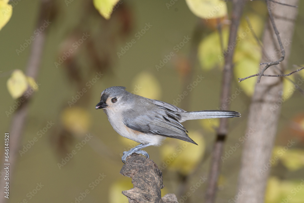 A titmouse bird perched in a tree with a fall background. A titmouse bird perched in a tree with a fall background.