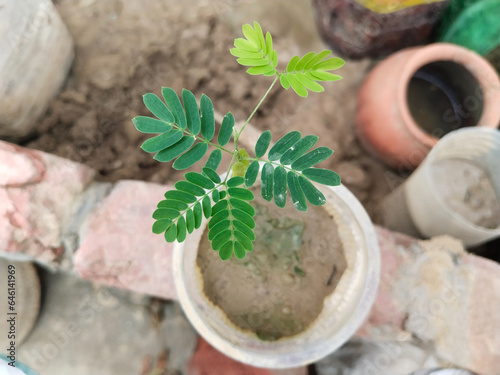 tamarind saplings of young plants in a disposal glass, plantation farming of tamarind (selective focus. growing at home.