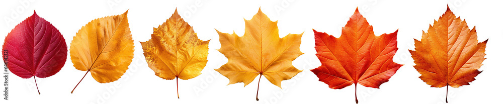 Autumn leaves. Collection of multicolored fallen autumn leaves isolated on transparent background - obrazy, fototapety, plakaty 