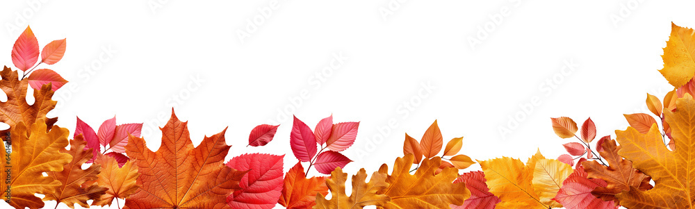 Autumn transparent banner made with autumnal leaves. fallen autumn leaves isolated on transparent background