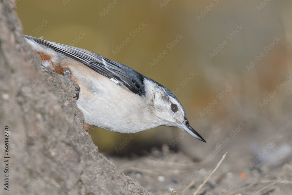 Naklejka premium A nunchuck woodpecker perched on a bracnh with fall colors in the background.