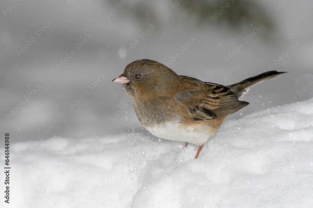 A sparrow bird on the ground with snow and a winter background. A sparrow bird on the ground with snow and a winter background.