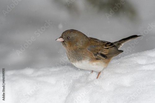 A sparrow bird on the ground with snow and a winter background. © Zoey
