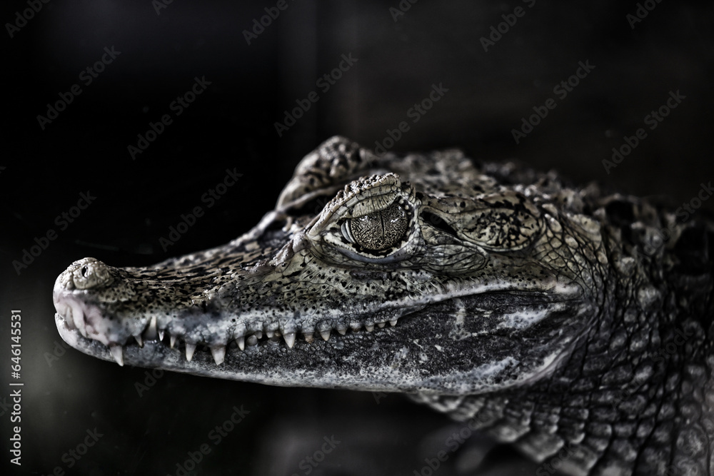 Obraz premium ワニ