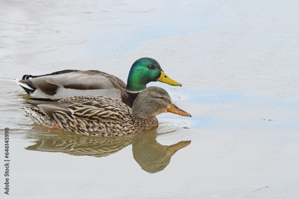 Mallard duck birds swimming in a frozen winter lake. Mallard duck birds swimming in a frozen winter lake.