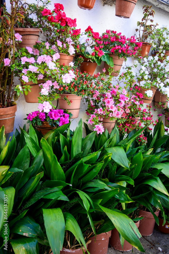 Wall decorated with pots and flowering plants in Jewish Quarter in Hervas Wall decorated with pots and flowering plants in Jewish Quarter in Hervas