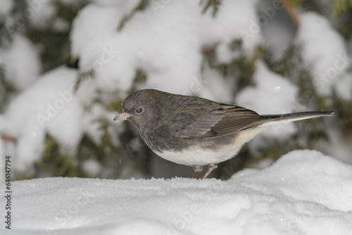 A sparrow bird on the ground with snow and a winter background.