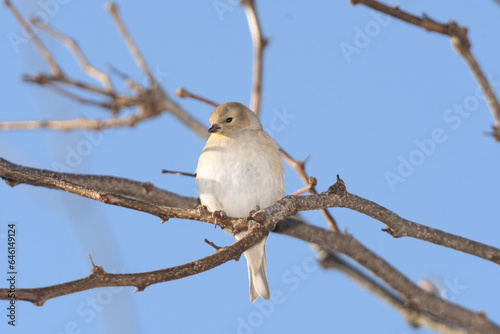 A house finch bird perched on a branch with a winter background.