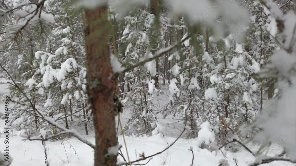 Video of beautiful winter forest, camera through branches Video of beautiful winter forest, camera through branches