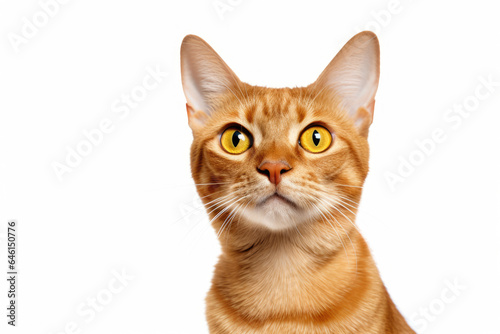 Detailed view of cat with striking yellow eyes. This close-up showcases unique features and expression of feline. Perfect for animal lovers or pet-related projects.