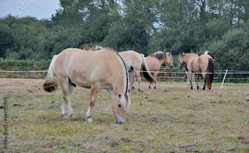 Jolis chevaux dans un pré en Bretagne