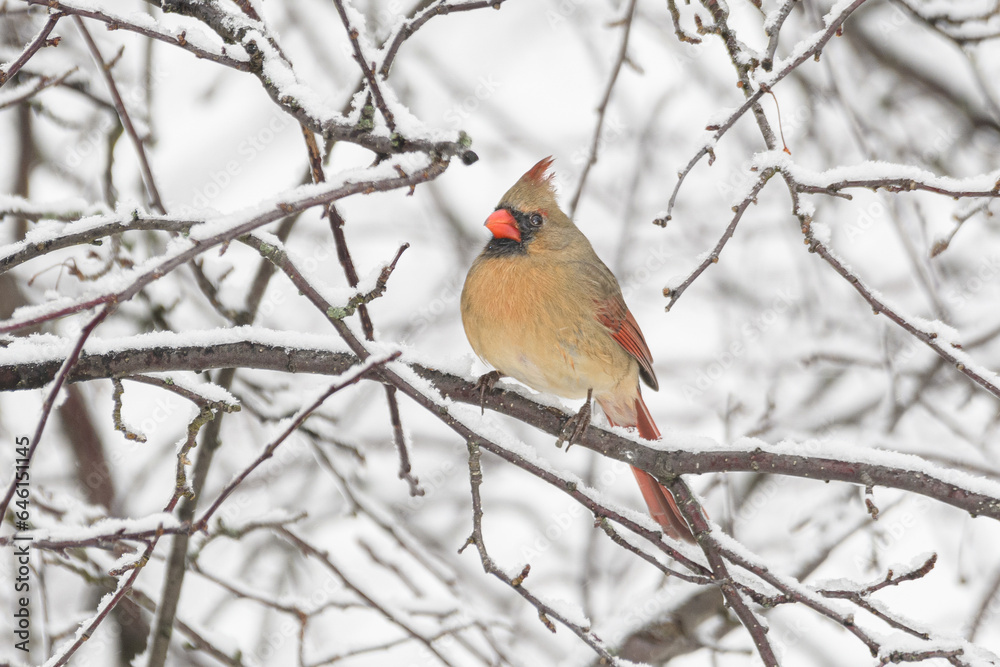 A cardinal bird perched on a branch with a winter background. A cardinal bird perched on a branch with a winter background.