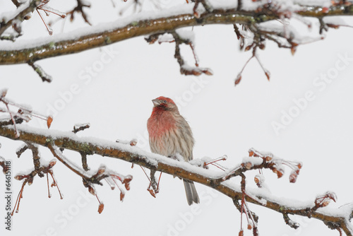 A house finch bird perched on a branch with a winter background. © Zoey