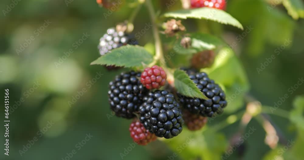 Ripe blackberries are plucked from the branch of the bush. Collect wild berries. Vitamins from nature. Vegetarian food. Ripe blackberries are plucked from the branch of the bush. Collect wild berries. Vitamins from nature. Vegetarian food.