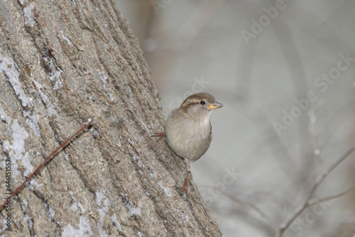 A sparrow bird perched on a branch with a winter background.